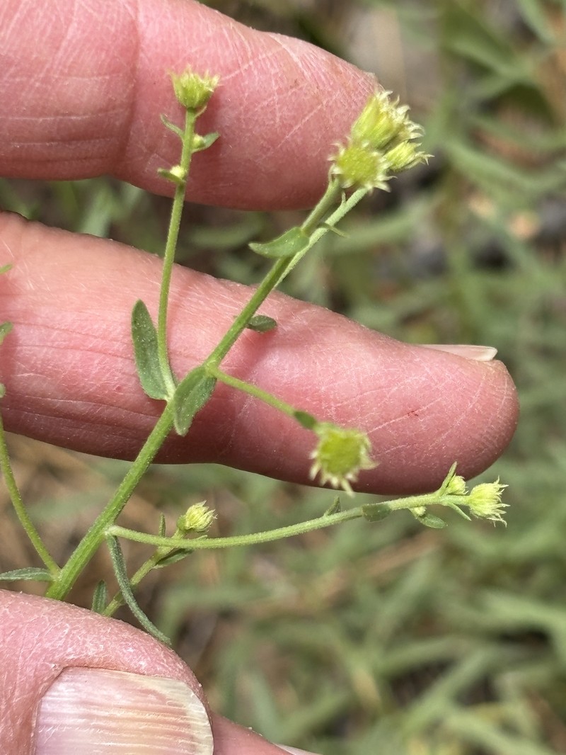 Eucephalus breweri photo 3