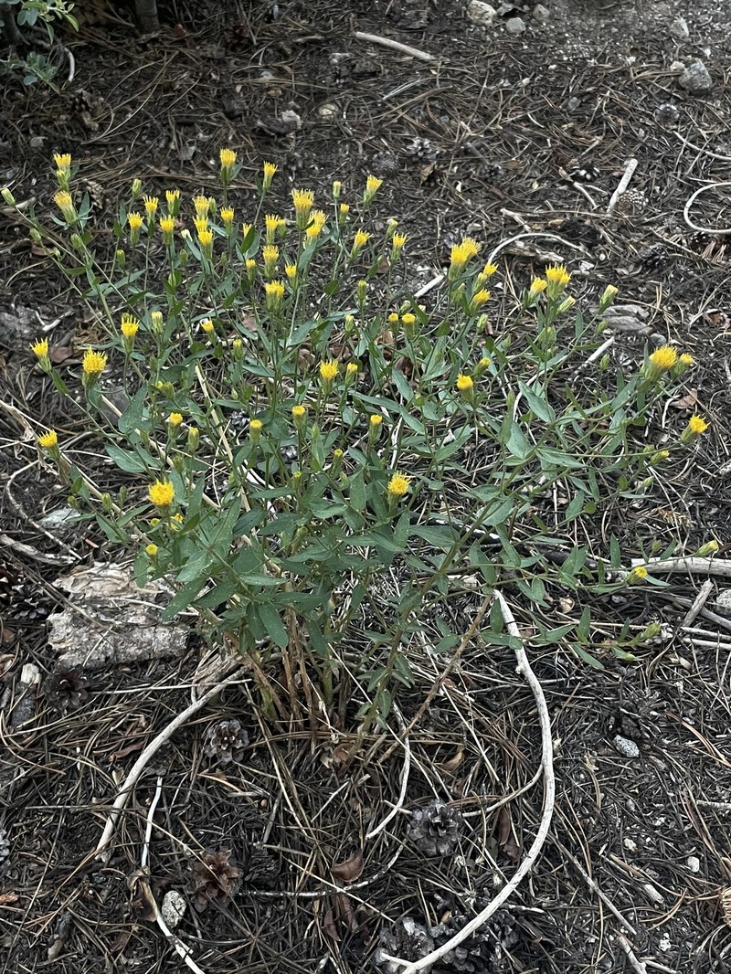 Eucephalus breweri photo 4