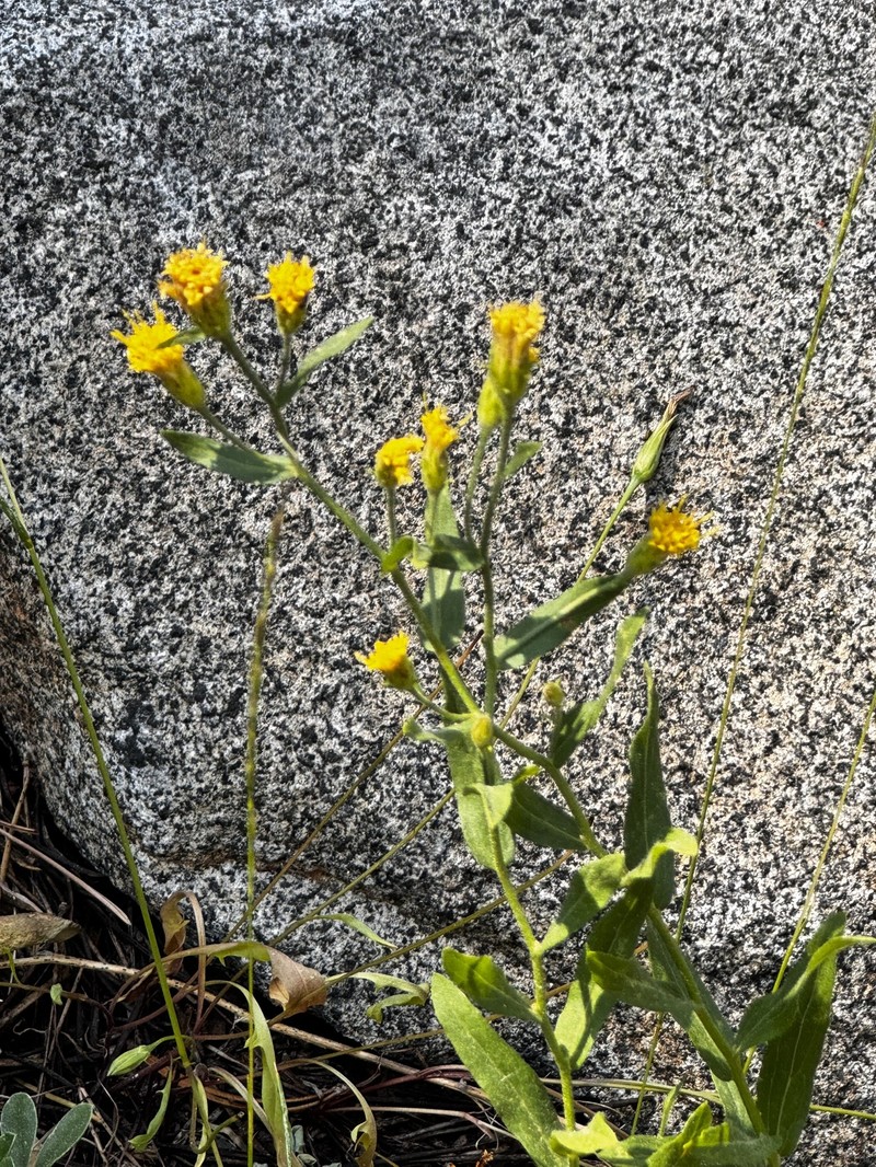 Eucephalus breweri photo 5
