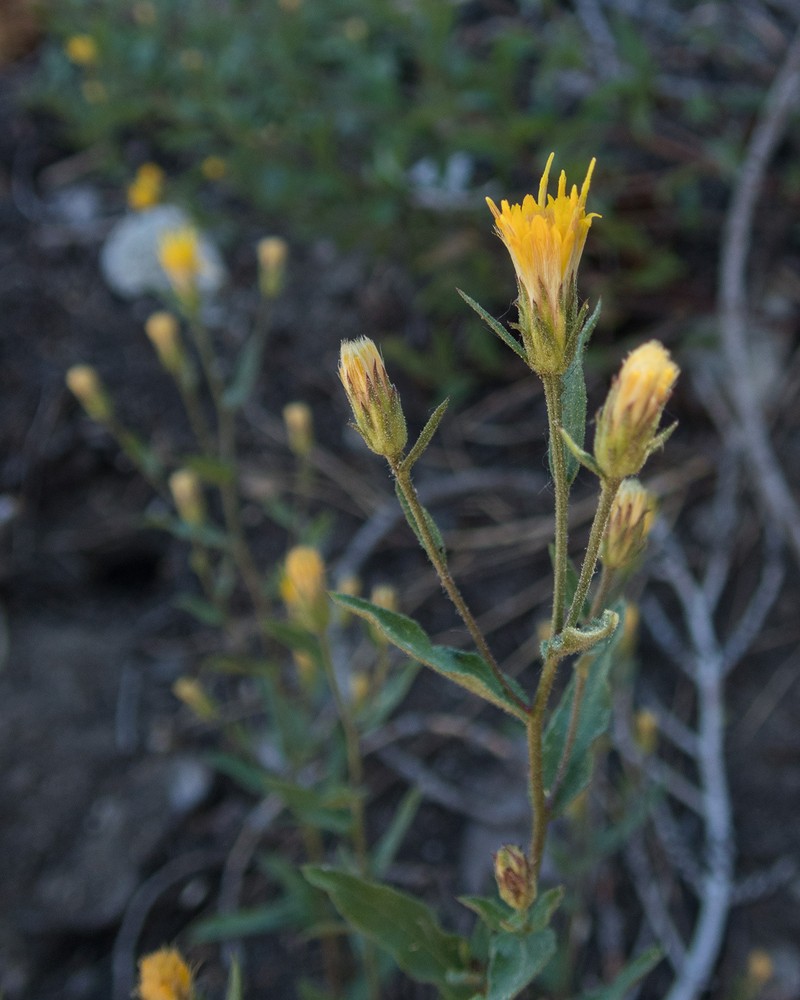 Eucephalus breweri photo 6