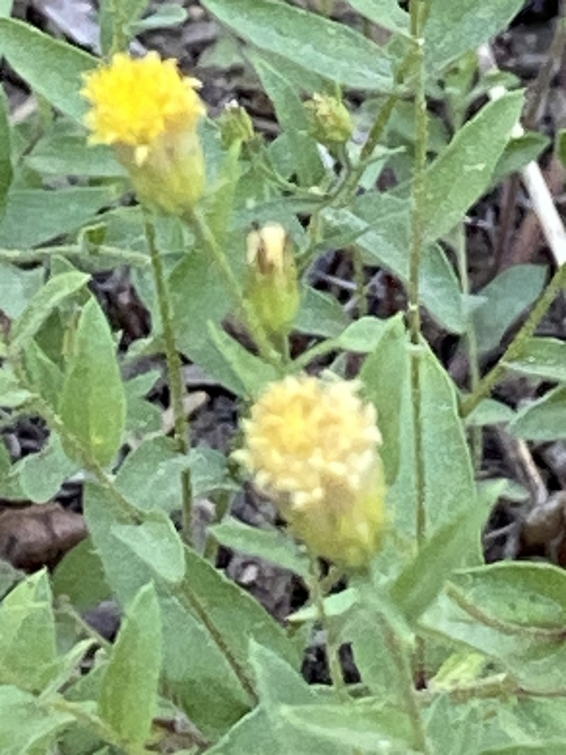 Eucephalus breweri photo 7