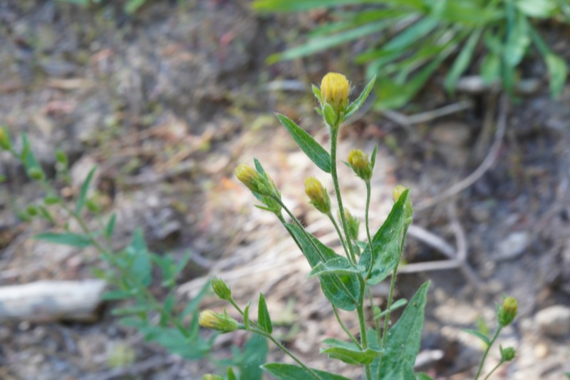 Eucephalus breweri photo 8