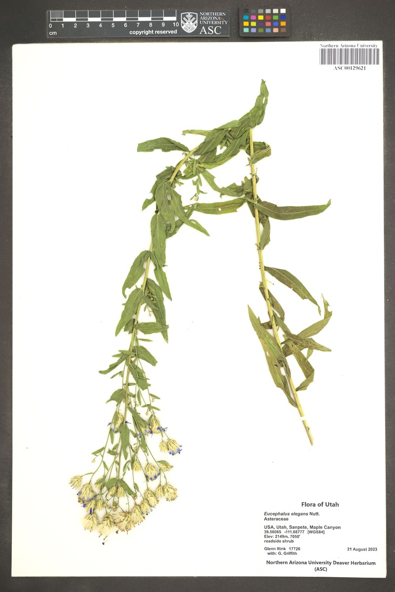 Eucephalus elegans