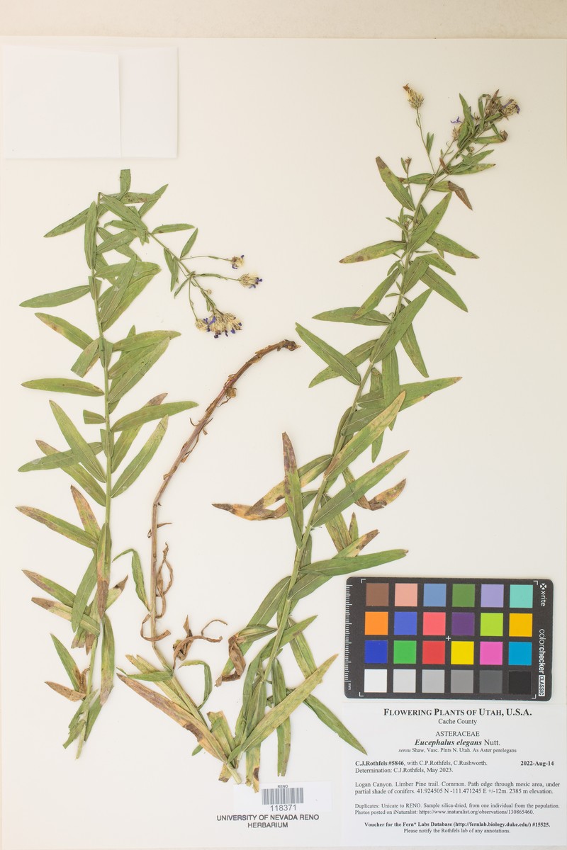 Eucephalus elegans photo 2