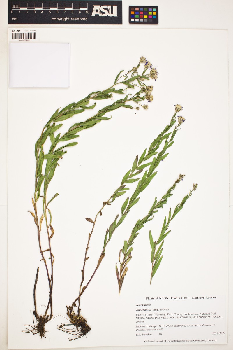 Eucephalus elegans photo 3