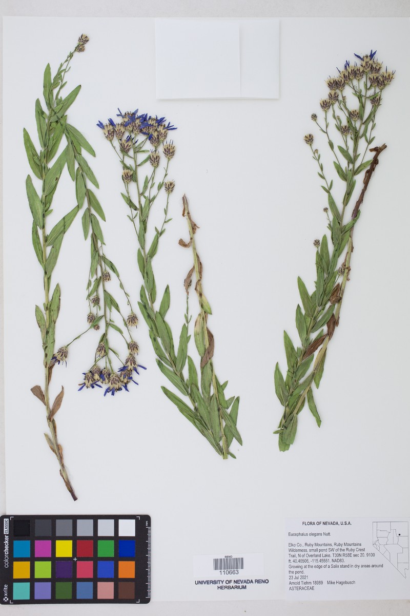 Eucephalus elegans photo 4