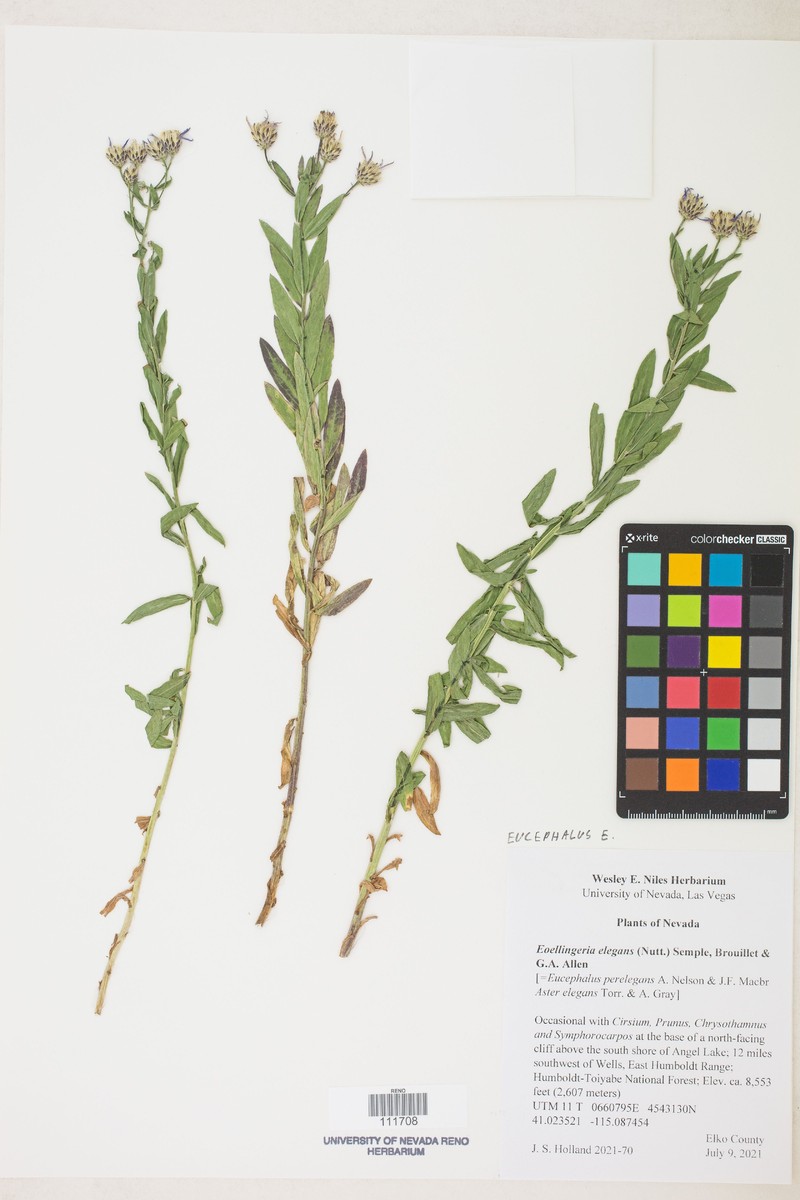 Eucephalus elegans photo 5