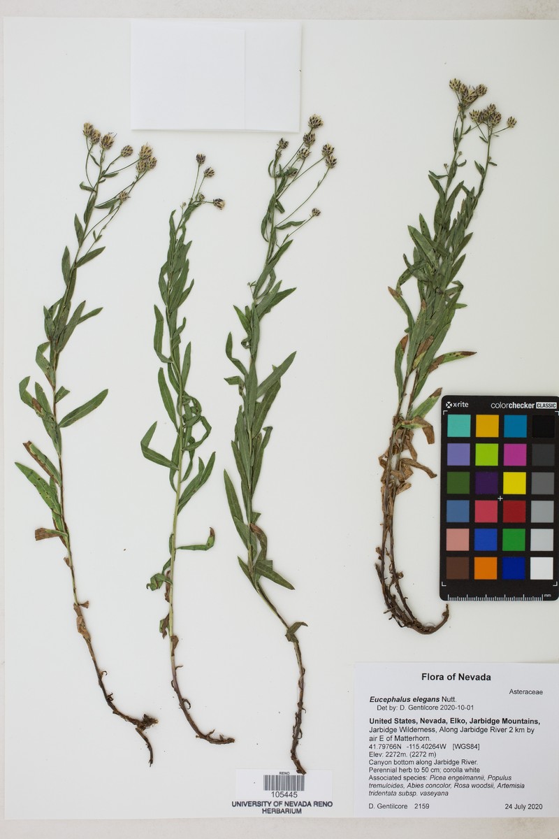 Eucephalus elegans photo 6