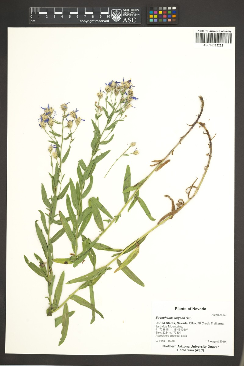 Eucephalus elegans photo 7