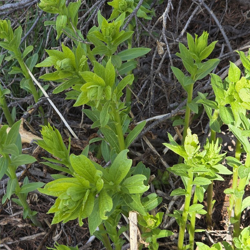 Eucephalus engelmannii