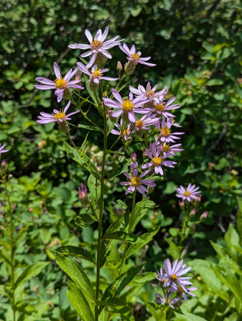 Eucephalus engelmannii photo 2