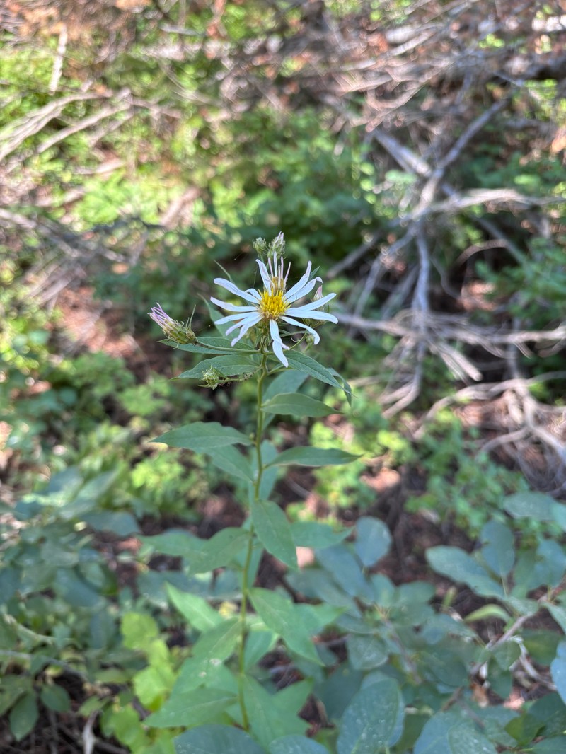 Eucephalus engelmannii photo 3
