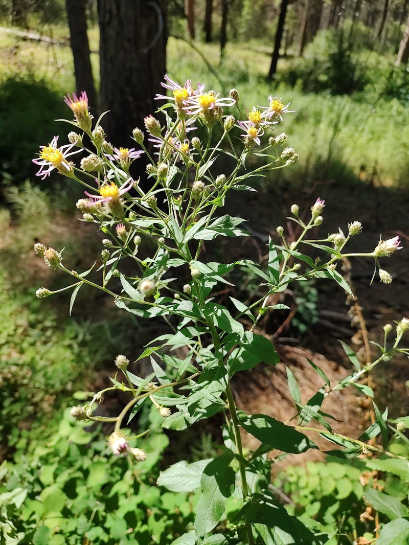 Eucephalus engelmannii photo 4