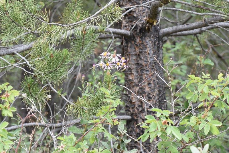 Eucephalus engelmannii photo 6