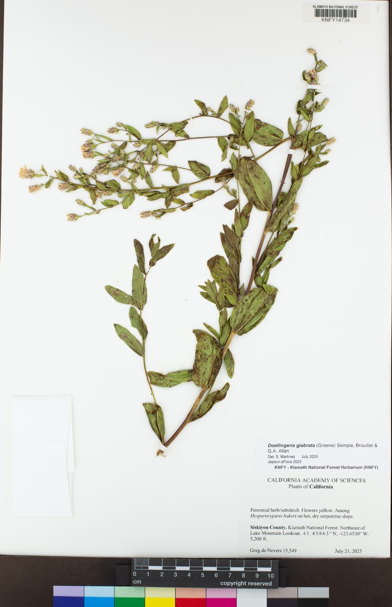 Eucephalus glabratus photo 4