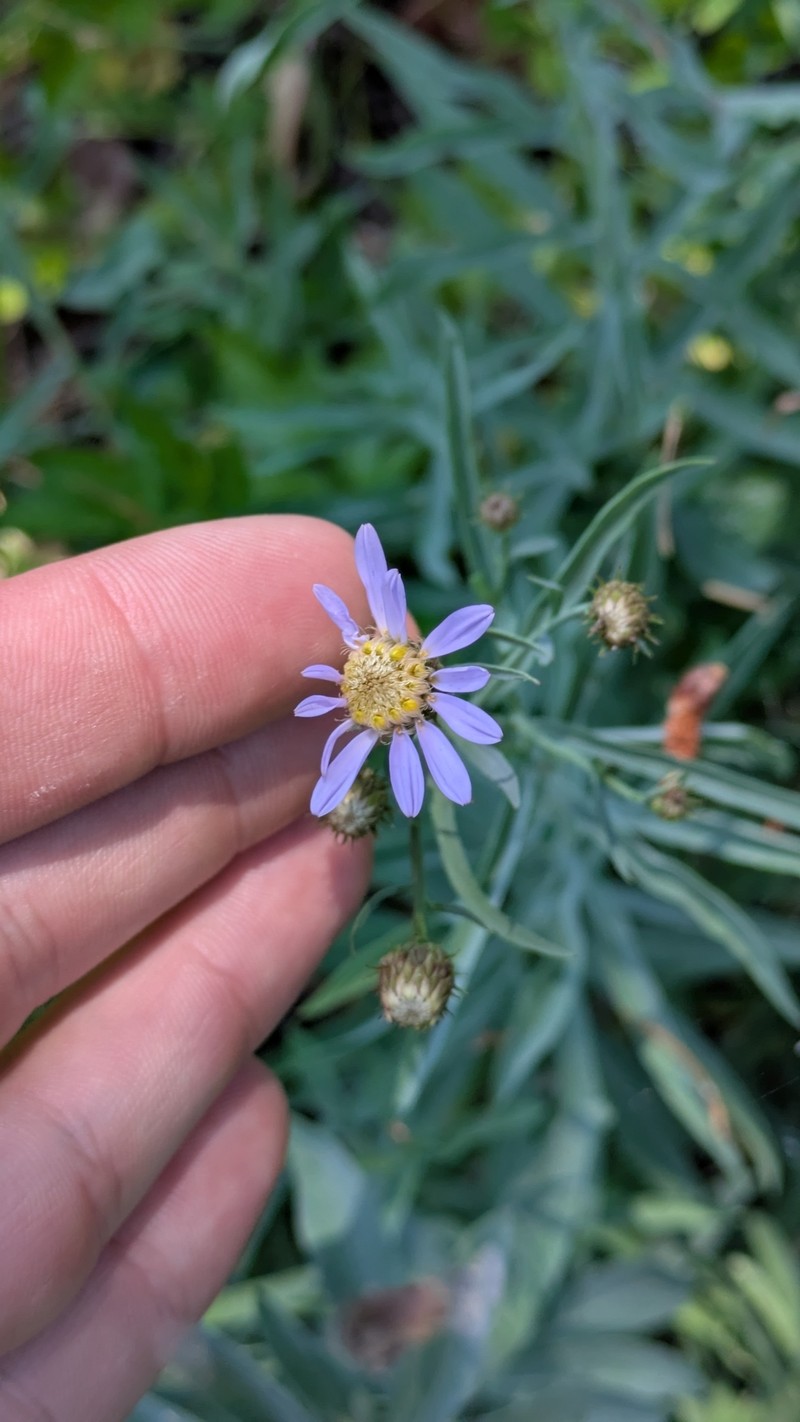Eucephalus glaucescens photo 2