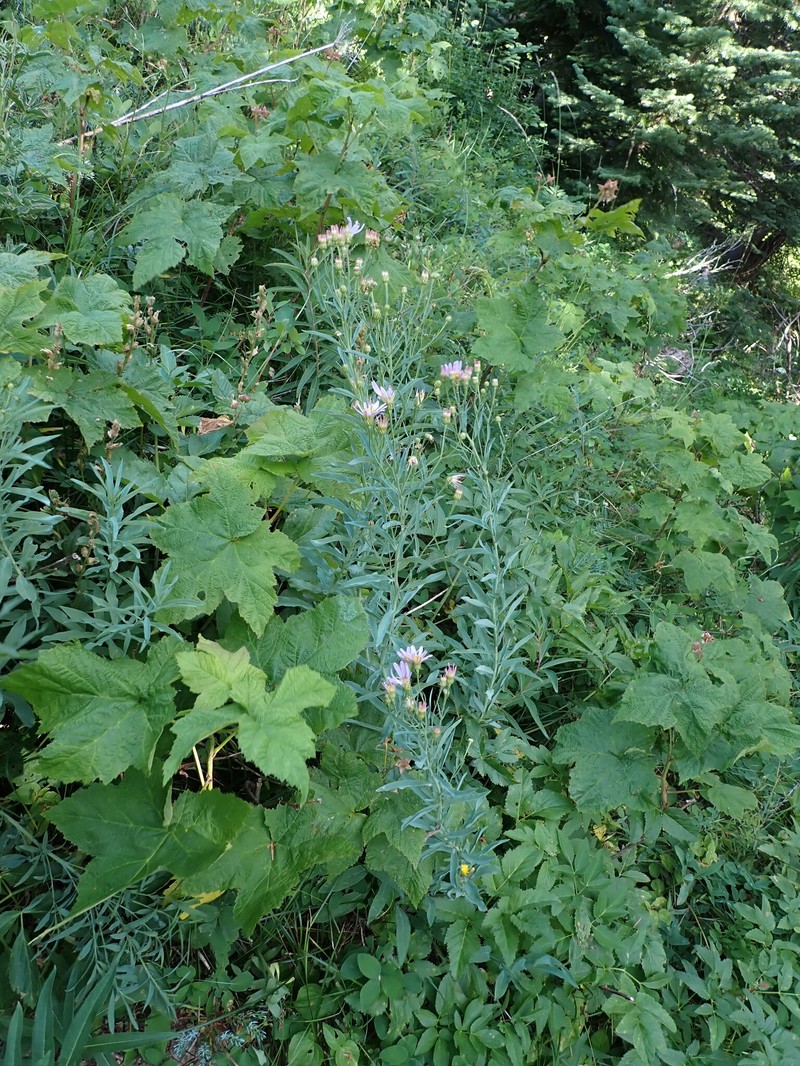 Eucephalus glaucescens photo 5