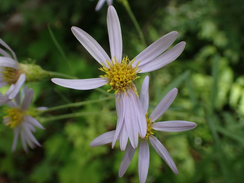 Eucephalus glaucescens photo 6
