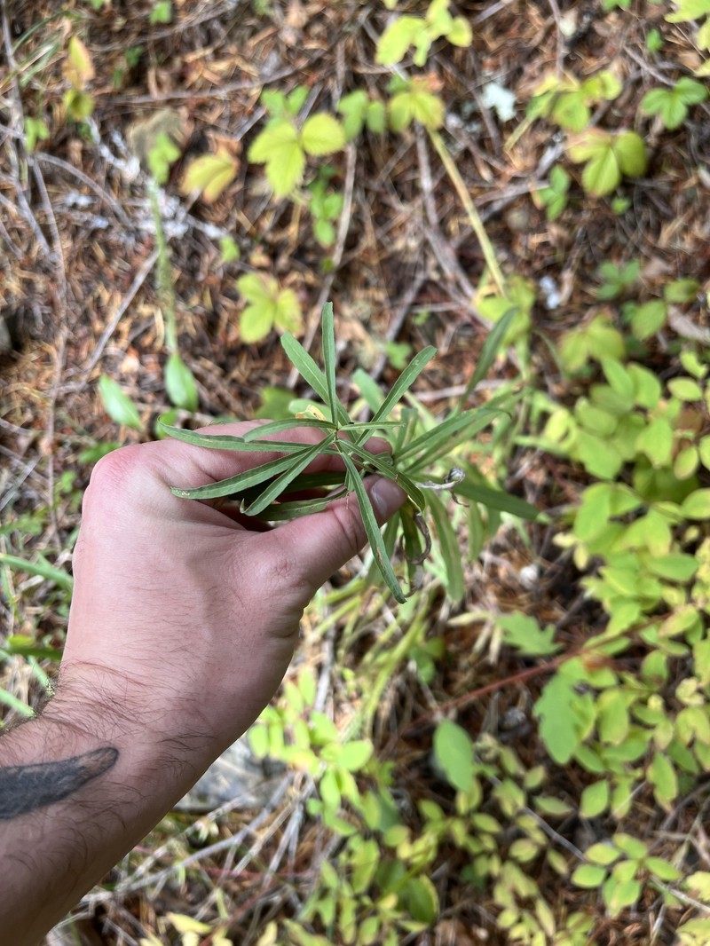 Eucephalus glaucescens photo 7