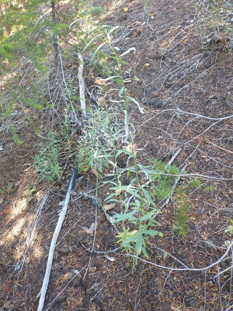 Eucephalus glaucescens photo 8