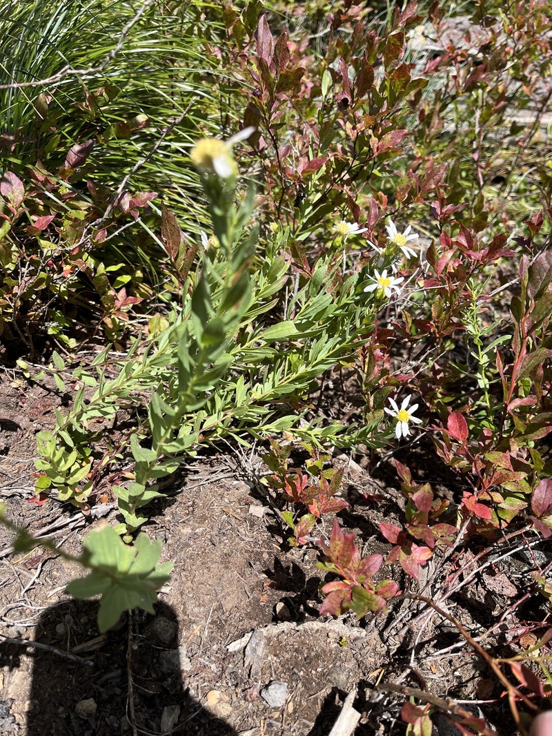 Eucephalus gormanii