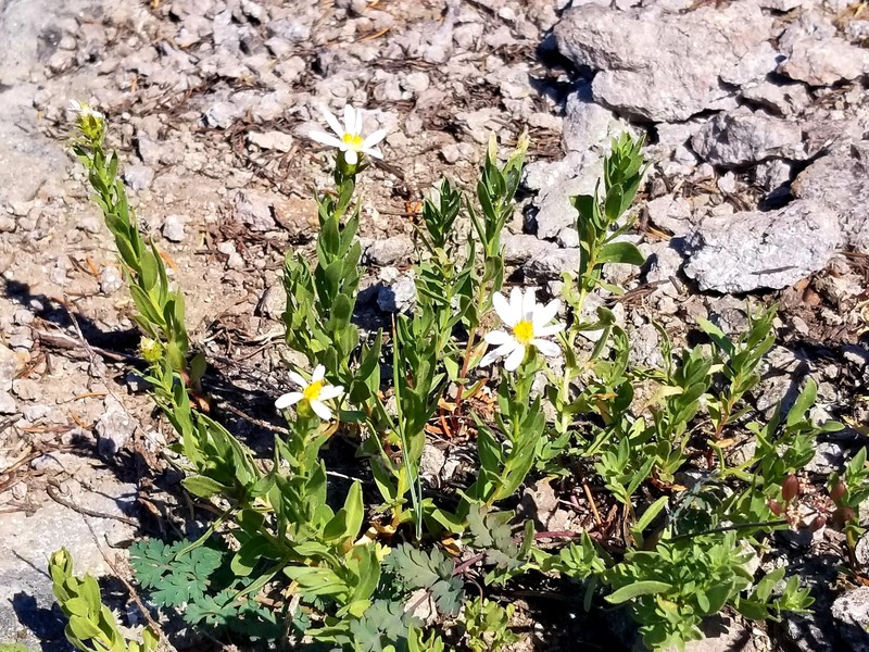 Eucephalus gormanii photo 3
