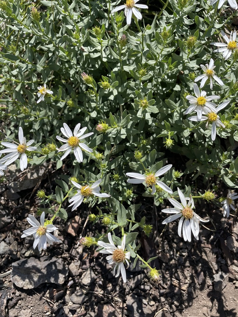 Eucephalus gormanii photo 5