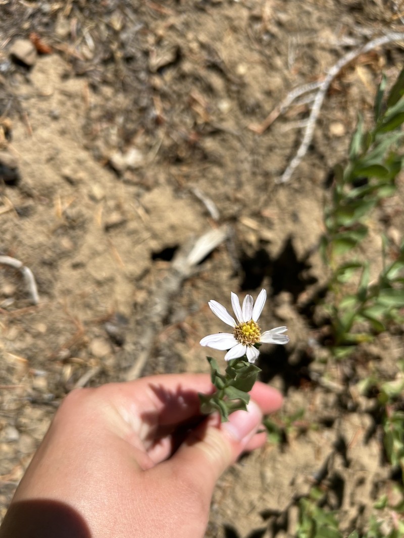 Eucephalus gormanii photo 6