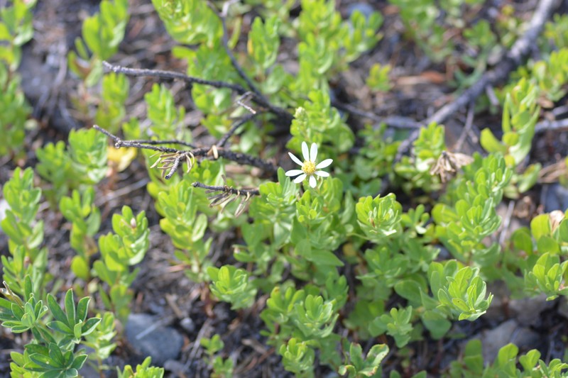 Eucephalus gormanii photo 7
