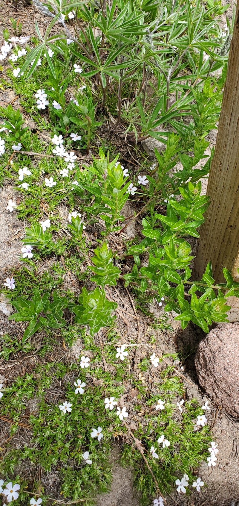 Eucephalus ledophyllus