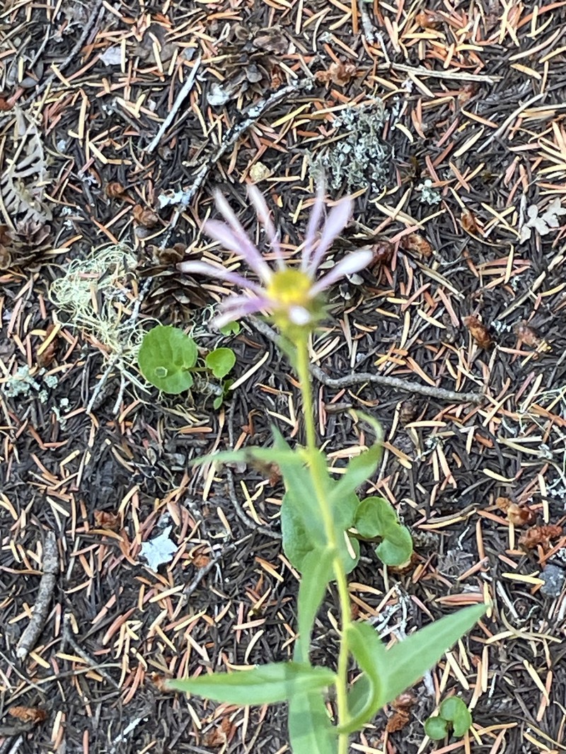 Eucephalus ledophyllus photo 3