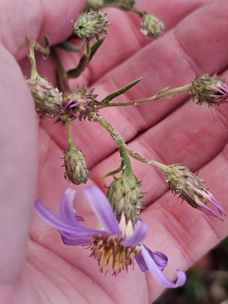 Eucephalus ledophyllus photo 6