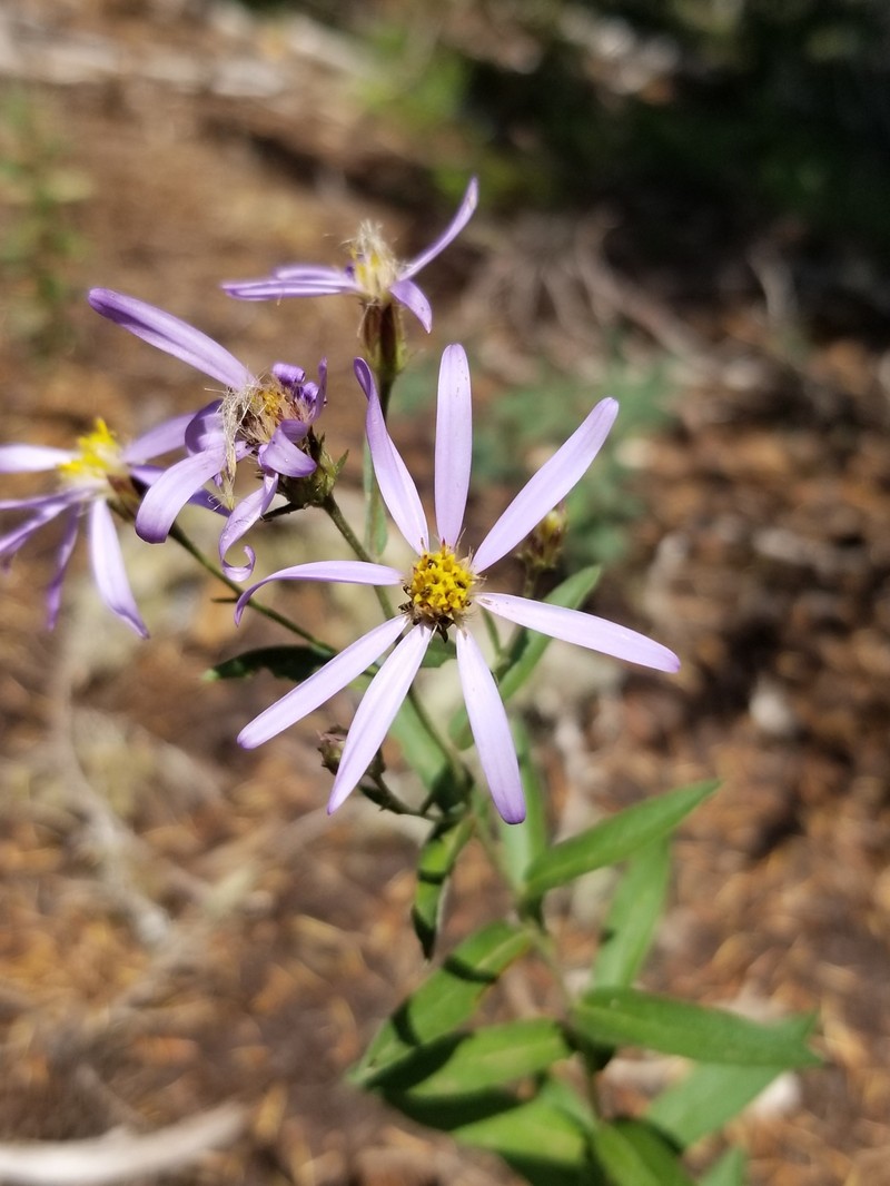 Eucephalus ledophyllus var. covillei photo 2