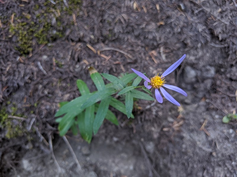 Eucephalus ledophyllus var. covillei photo 3