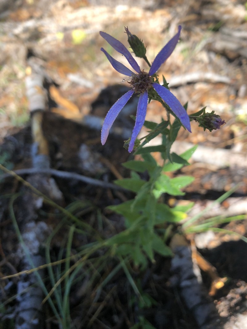 Eucephalus ledophyllus var. covillei photo 5