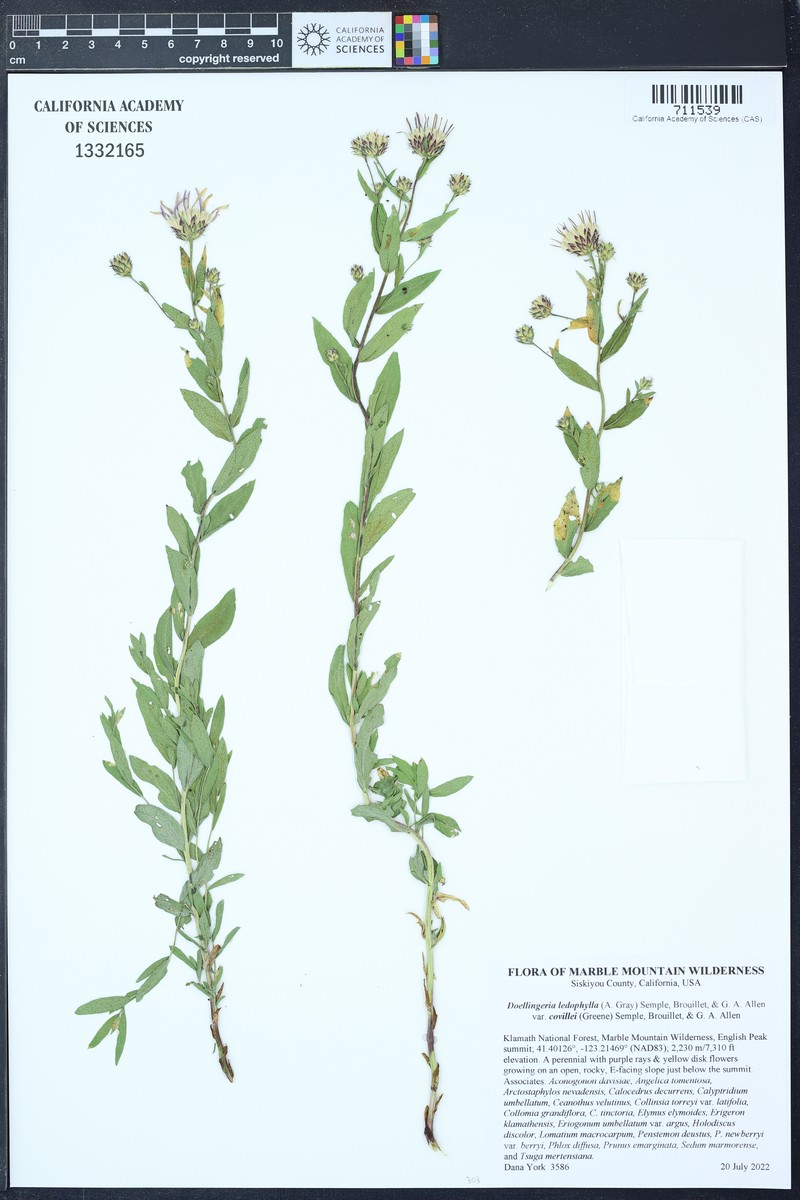 Eucephalus ledophyllus var. covillei photo 6