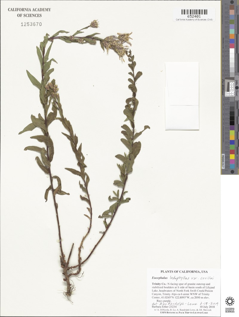 Eucephalus ledophyllus var. covillei photo 7