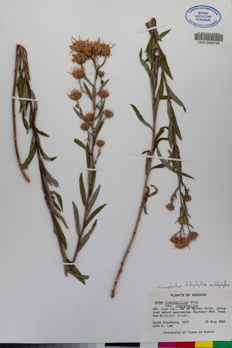 Eucephalus ledophyllus var. ledophyllus