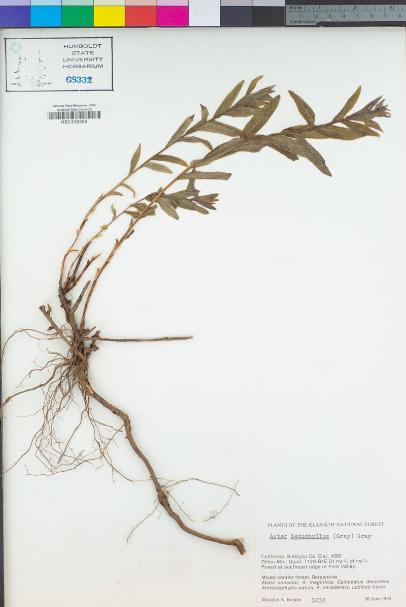 Eucephalus ledophyllus var. ledophyllus photo 2