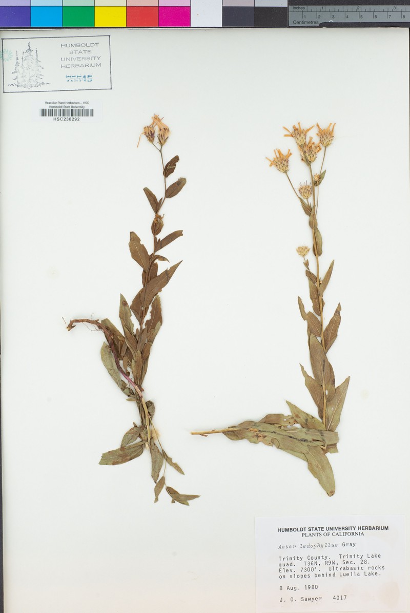 Eucephalus ledophyllus var. ledophyllus photo 3