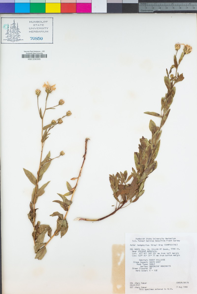 Eucephalus ledophyllus var. ledophyllus photo 4