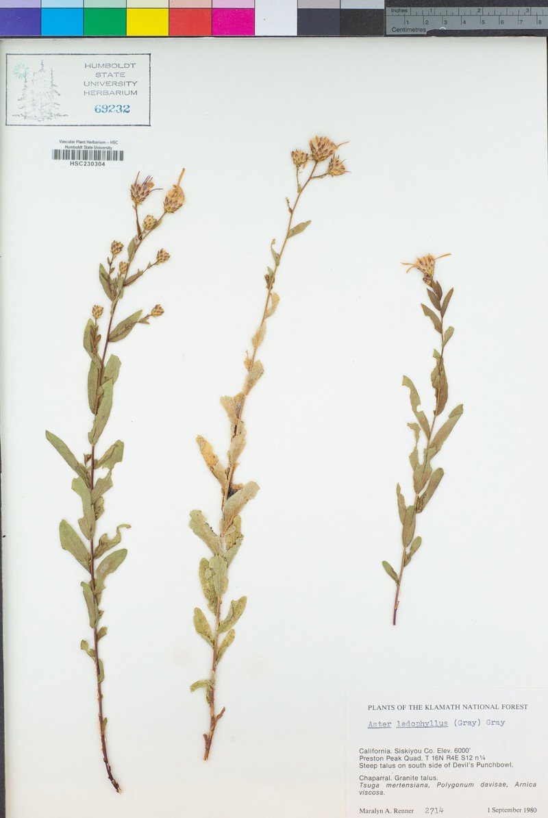 Eucephalus ledophyllus var. ledophyllus photo 5