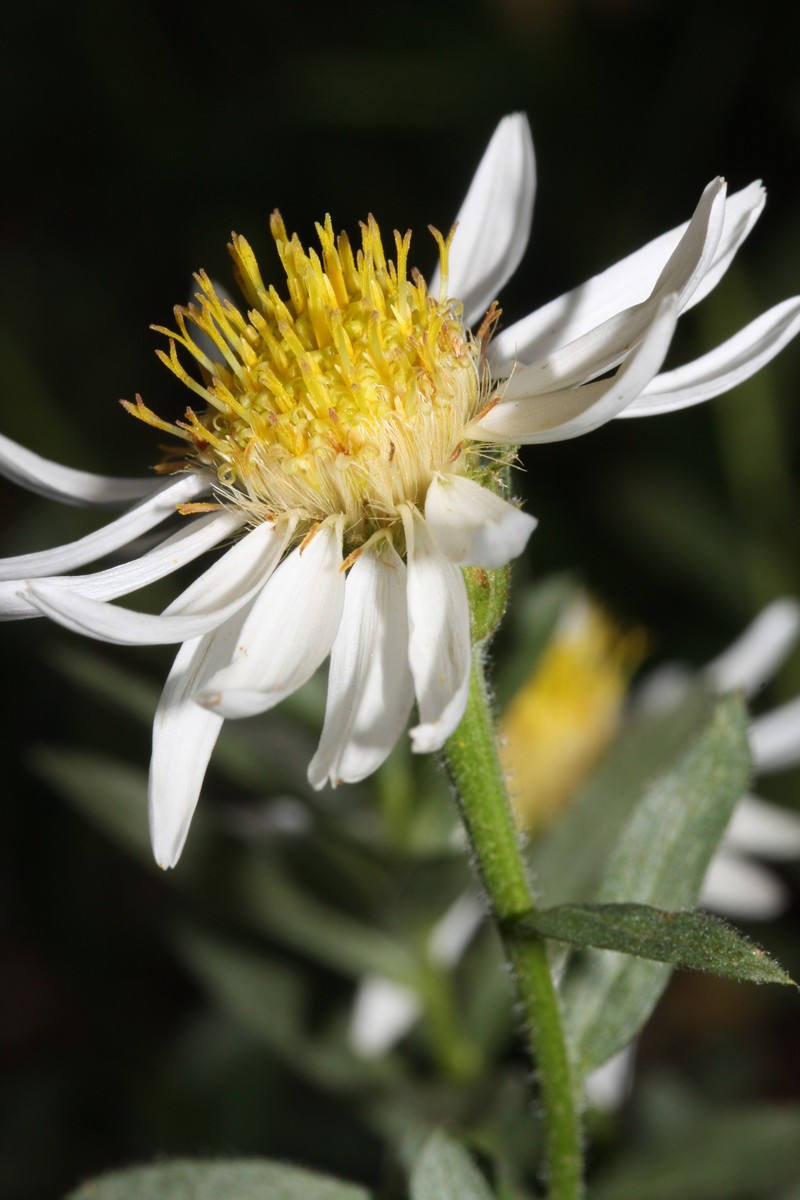 Olympic Mountain Aster