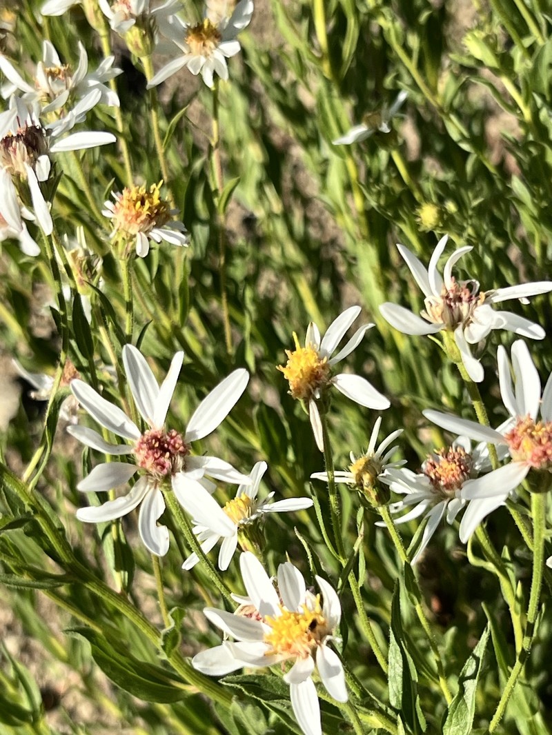 Eucephalus paucicapitatus