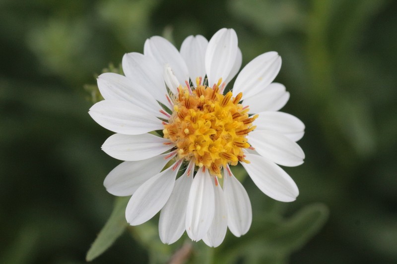 Eucephalus paucicapitatus photo 4