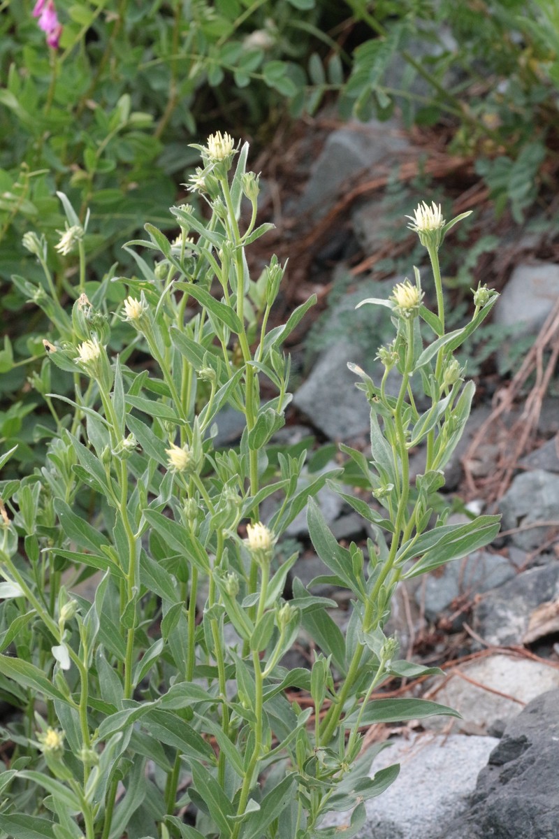 Eucephalus paucicapitatus photo 5