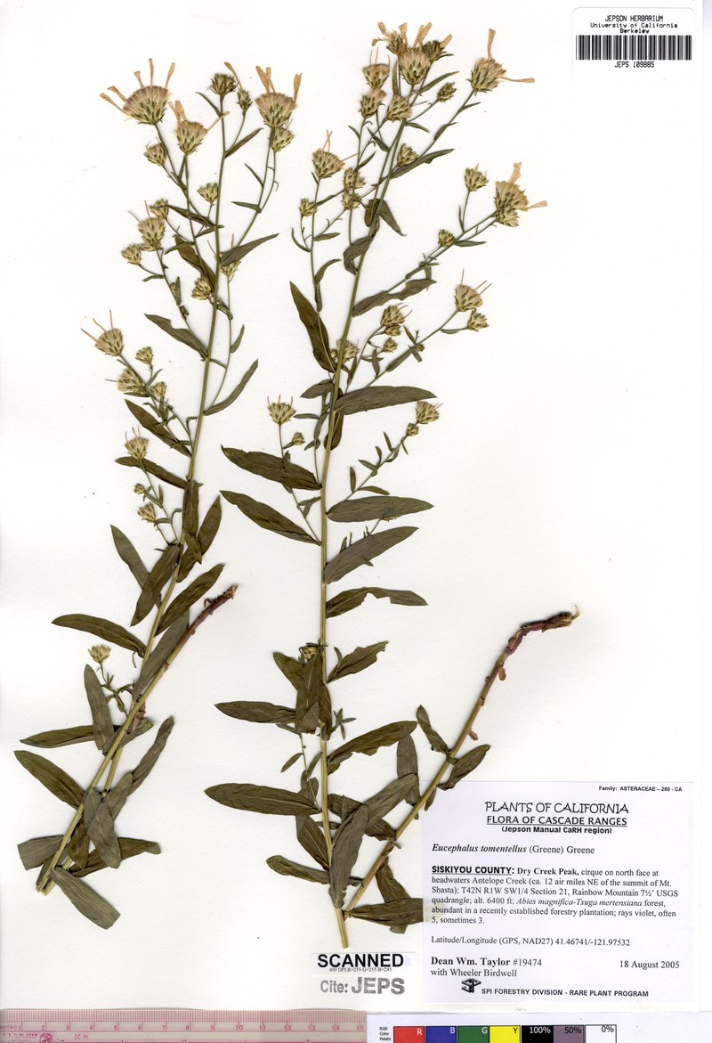 Eucephalus tomentellus