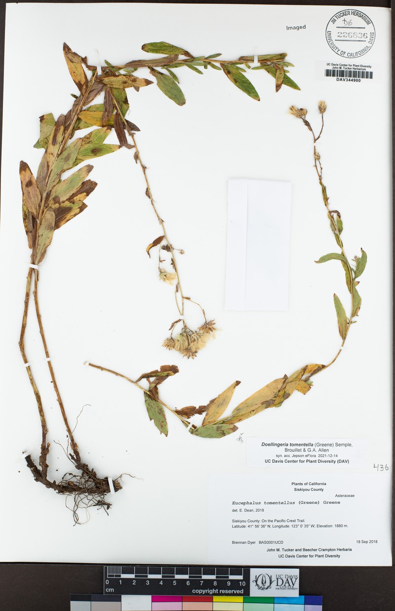 Eucephalus tomentellus photo 4