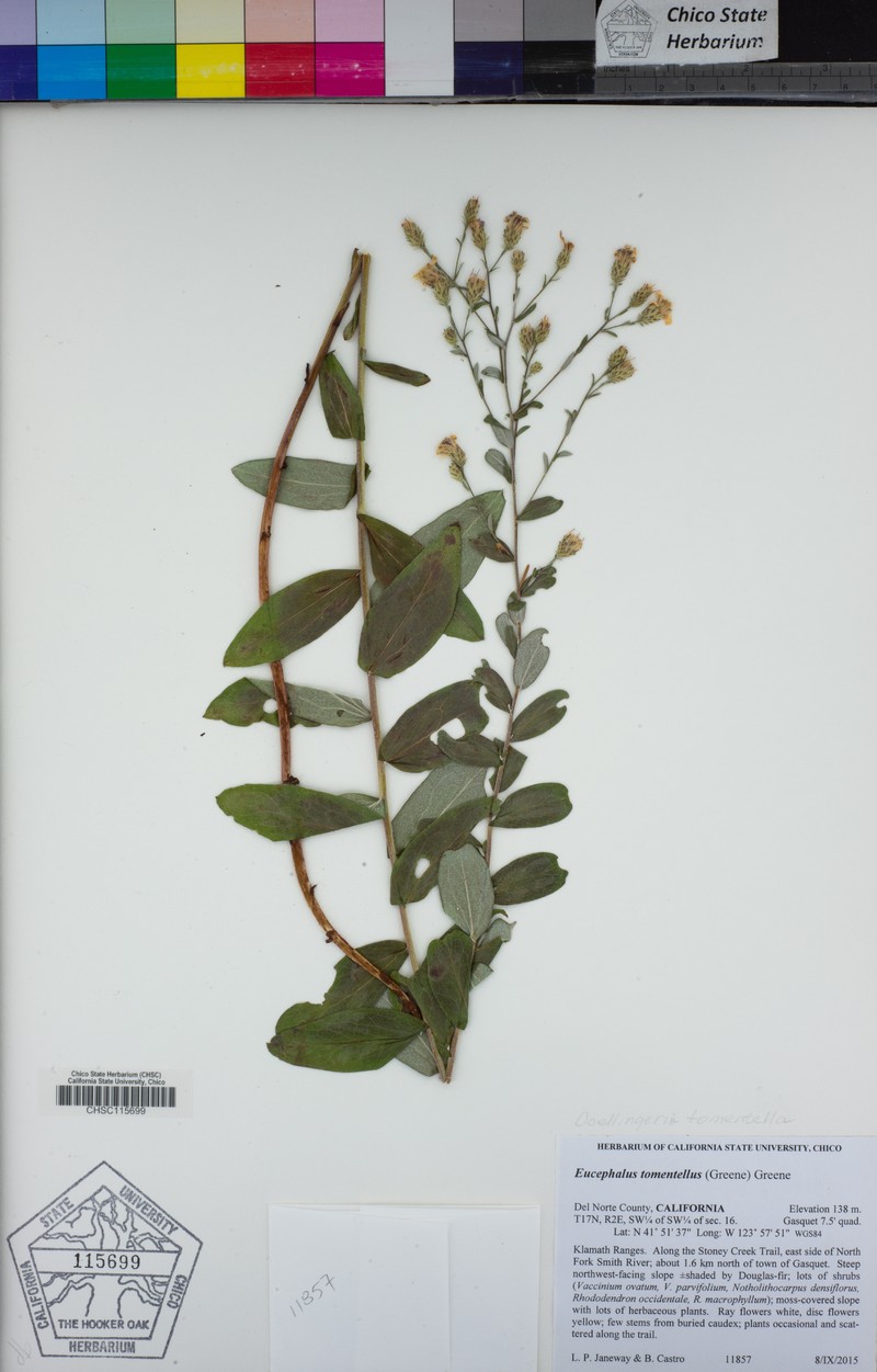 Eucephalus tomentellus photo 5