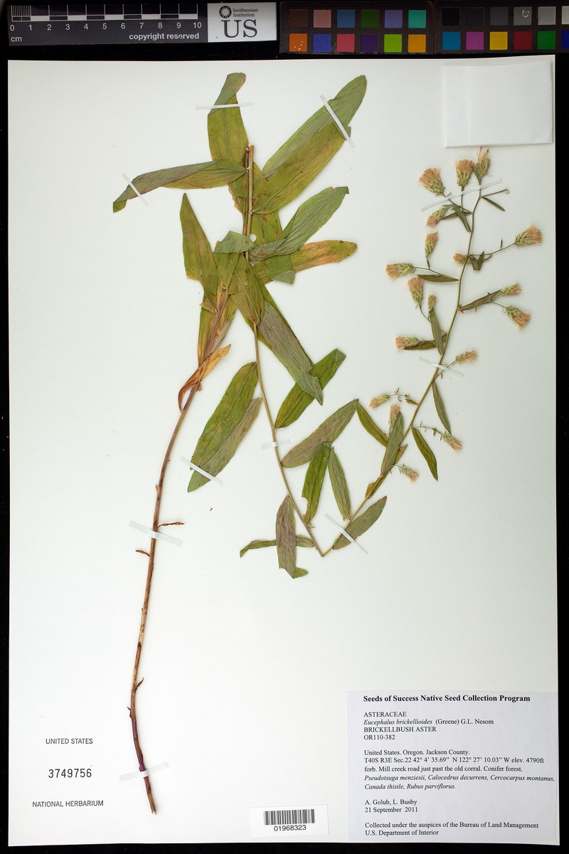 Eucephalus tomentellus photo 3